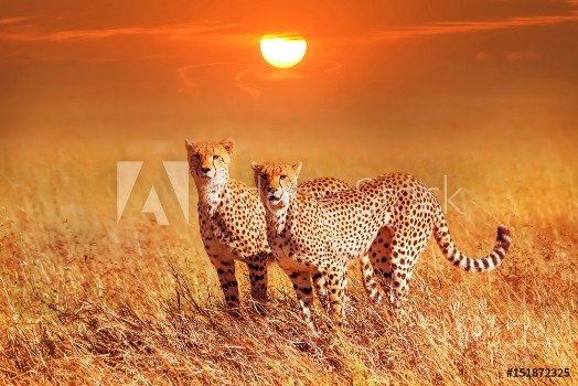 Picture of Two cheetahs in the Serengeti National Park Synchronous position 